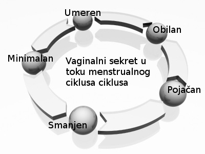vaginalni-sekret-u-toku-ciklusa